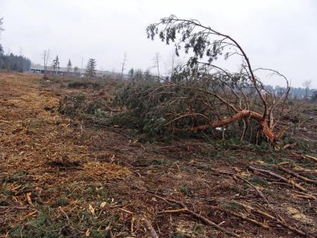 Gozdovi na Kamniškem ob dnevu in tednu gozdov 2022 (2)
